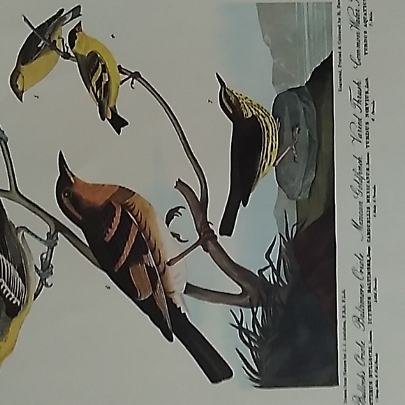 Bird print from the milwaukee public library. - Picture 3 of 8